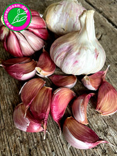 Steckknoblauch morado zehen gebraucht kaufen  Tittmoning