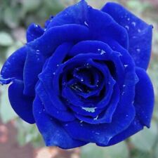 Seeds navy blue for sale  Goldsboro