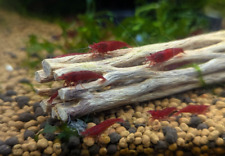 Fire red cherry for sale  Bakersfield