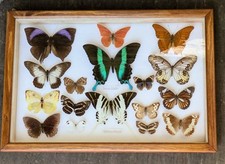 Colourful tropical butterfly for sale  BISHOP AUCKLAND
