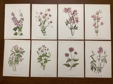 botanical prints for sale botanical prints for sale Camden Wyoming