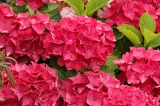 Hydrangea macrophylla red for sale  STOKE-ON-TRENT