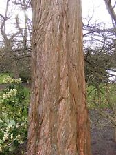 Dawn redwood tree for sale  MOELFRE