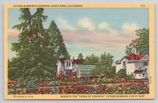 Cartão postal de linho Santa Rosa Califórnia Luther Burbank Gardens cedro do Líbano comprar usado  Enviando para Brazil