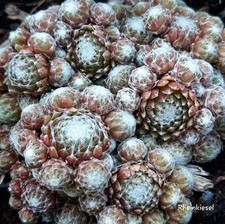 Sempervivum rheinkiesel semper gebraucht kaufen  Mettenheim