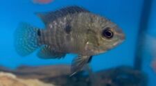 Cichlids inch healthy for sale  Key Largo