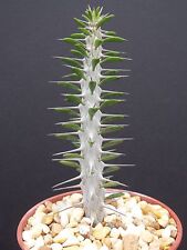 Alluaudia procera madagascar for sale  Miami
