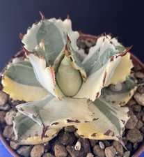 Extraordinaire agave isthmensi d'occasion  Aire-sur-l'Adour