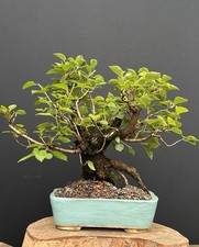 Prunus mahaleb bonsai gebraucht kaufen  Borstel-Hohenraden