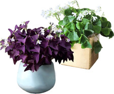 30pcs mix oxalis for sale  Denver