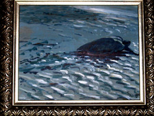 Lovely little turtle for sale  Houston