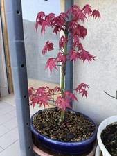 Bonsai acero deshojo usato  Taranto