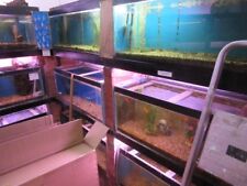 Aquatics for sale  SUNDERLAND