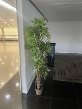 Artificial ficus silk for sale  Danbury