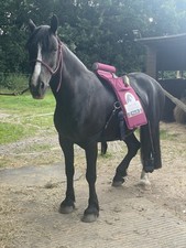 Equissage pulse massage for sale  WIDNES