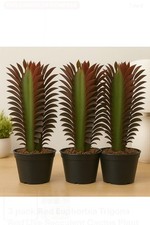 Pack red euphorbia for sale  Homestead