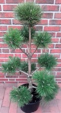 Kiefer gartenbonsai pinus gebraucht kaufen Kiefer gartenbonsai pinus gebraucht kaufen  Westerstede
