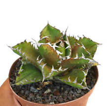 Agave titanota luna usato  Napoli