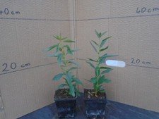 Prunus dulcis cm for sale  TAUNTON