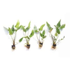 Anubias gigantea easy for sale  Terrell