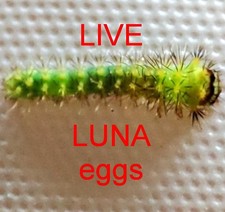 Fresh eggs luna for sale  Jamison