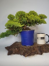 juniper tree for sale juniper tree for sale ELGIN