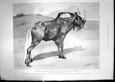 Antique old print for sale  UK
