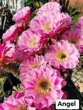 Tricho echinopsis lobivia d'occasion  France