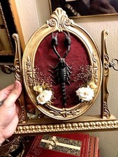 Enchanted scorpion display for sale  Salinas