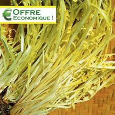 Chicorée sauvage barbe d'occasion  Luzech