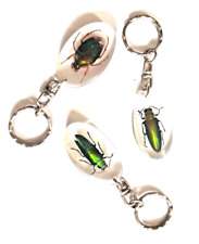 Real beetle bug for sale  UK