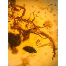 Scorpion burmese burmite for sale  GILLINGHAM