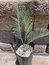 Encephalartos friderici guilie for sale  San Diego