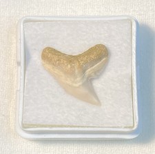 Tiger Shark Tooth from Shark Tooth Hill - Ernst Quarry: Bakersfield, California for sale  Monterey