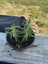Rosemary live plants for sale  Fort Worth
