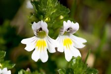 Eyebright seeds naturally for sale  CARMARTHEN