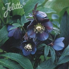 Hellebore single slate for sale  SALTASH