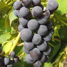 Plant raisin mars d'occasion Plant raisin mars d'occasion  Expédié en France