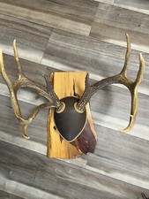 Wild point whitetail for sale  Conway