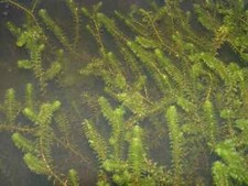 Elodea canadensis canadian for sale  GLASGOW