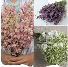 Larkspur variety fancy for sale  Sherwood