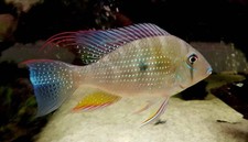 Acarichthys heckelii cichlid for sale  Haslet