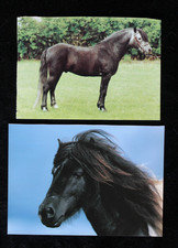 Postkarten dartmoor pony gebraucht kaufen  Limburg a. d. Lahn