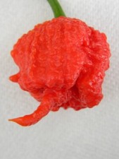 Semi peperoncino carolina usato  Reggio Calabria