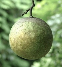Citrus paradisi pompelmo usato  Napoli