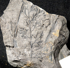 Extremely rare carboniferous d'occasion  Expédié en Belgium