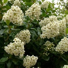 Escallonia iveyi evergreen for sale  KING'S LYNN