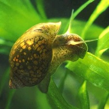 Bred bladder snails for sale  WESTERHAM