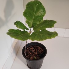 Black oak tree for sale  Leland