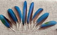 Quality molted blue for sale  Houston